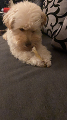 Canis familiaris