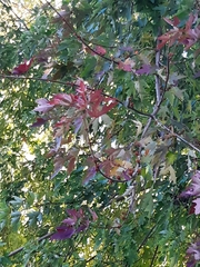 Acer saccharinum