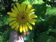 Balsamorhiza