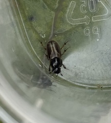 Melinopterus prodromus