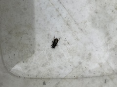 Melinopterus prodromus