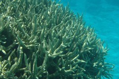 Acropora muricata