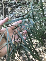 Acacia maidenii