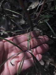 Acacia maidenii