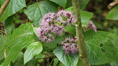 Senecio
