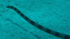 Hydrophis coggeri