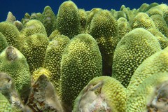 Acropora robusta