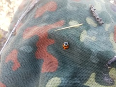 Hippodamia septemmaculata