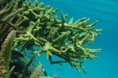 Acropora muricata