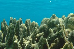 Acropora muricata