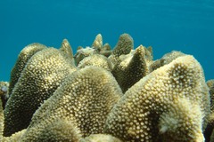 Acropora muricata