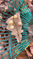 Cynips quercusfolii