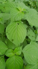 Isoglossa woodii