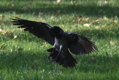Corvus cornix
