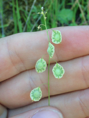 Thysanocarpus curvipes