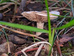 Fungi