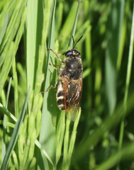 Stratiomys singularior