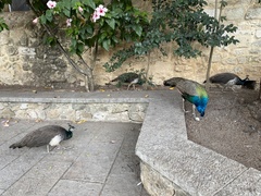 Pavo cristatus