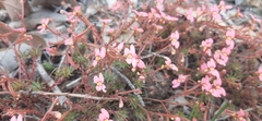 Stylidium recurvum