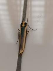 Chrysorabdia vilemani