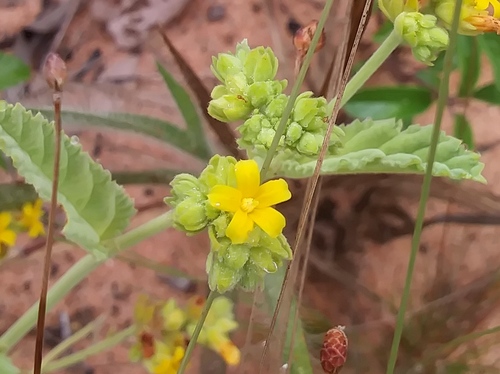Waltheria albicans