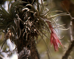 Tillandsia erubescens
