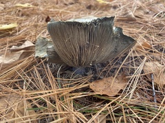 Lactarius indigo