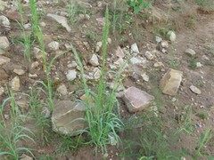 Eragrostis japonica