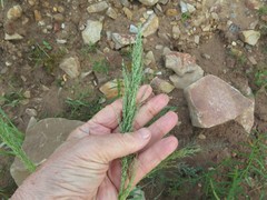 Eragrostis japonica