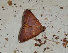 Plecopterodes moderata