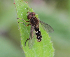Anasimyia contracta