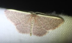 Idaea inversata