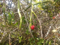 Selenicereus setaceus