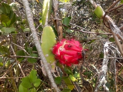 Selenicereus setaceus