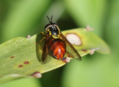 Chrysotoxum triarcuatum