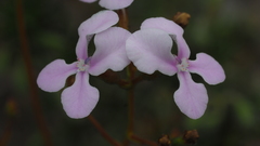 Stylidium expeditionis