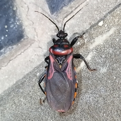 Brontostoma colossus
