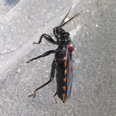 Brontostoma colossus