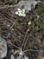 Seseli hippomarathrum