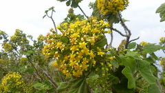Senecio
