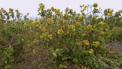Senecio