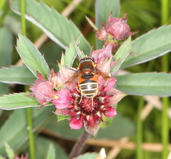 Eristalis cryptarum