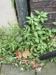 Parietaria officinalis