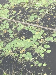Hydrocotyle ranunculoides