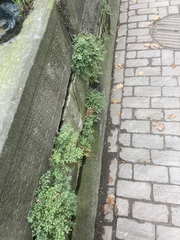 Asplenium ruta-muraria