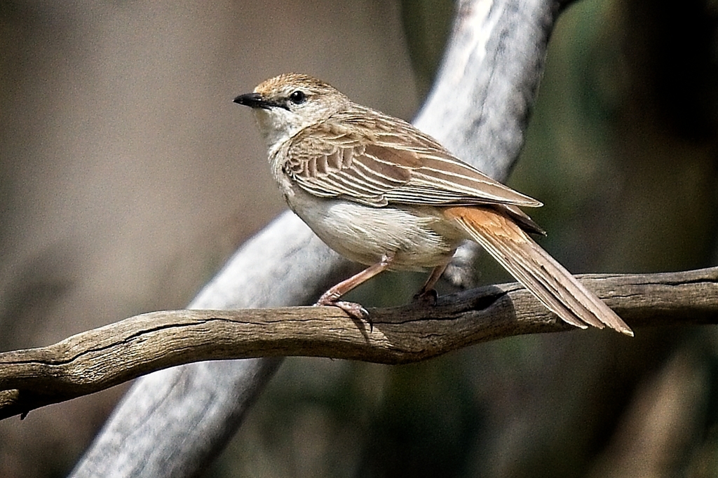 Rufous Songlark (Cincloramphus mathewsi) photo