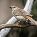 Rufous Songlark - Photo (c) Ric Raftis, some rights reserved (CC BY-NC), uploaded by Ric Raftis