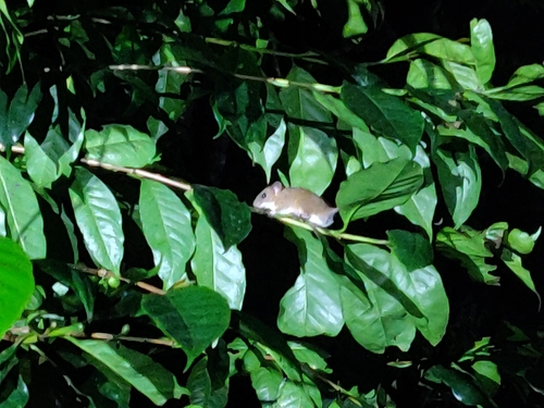 Nilgiri Vandeleuria