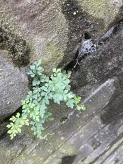 Asplenium ruta-muraria