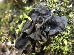 Collema flaccidum